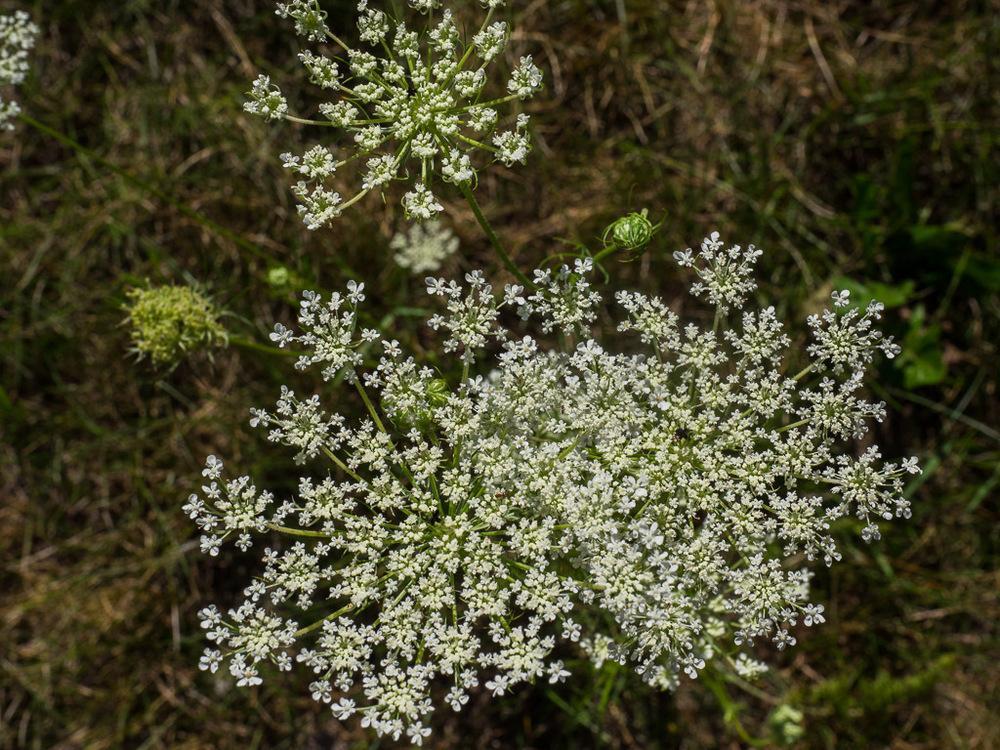 Photo of Queen Anne's Lace (Daucus carota) uploaded by frankrichards16