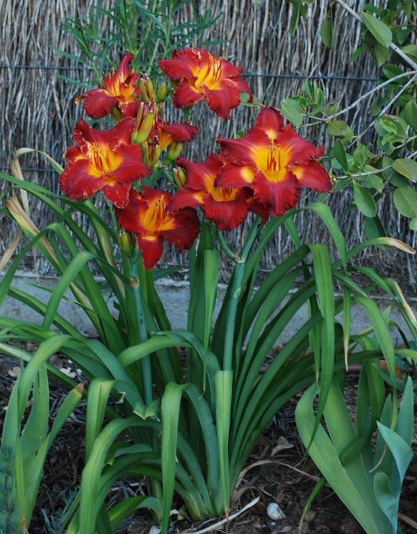 Photo of Daylily (Hemerocallis 'Queensland Red') uploaded by BarbandDave