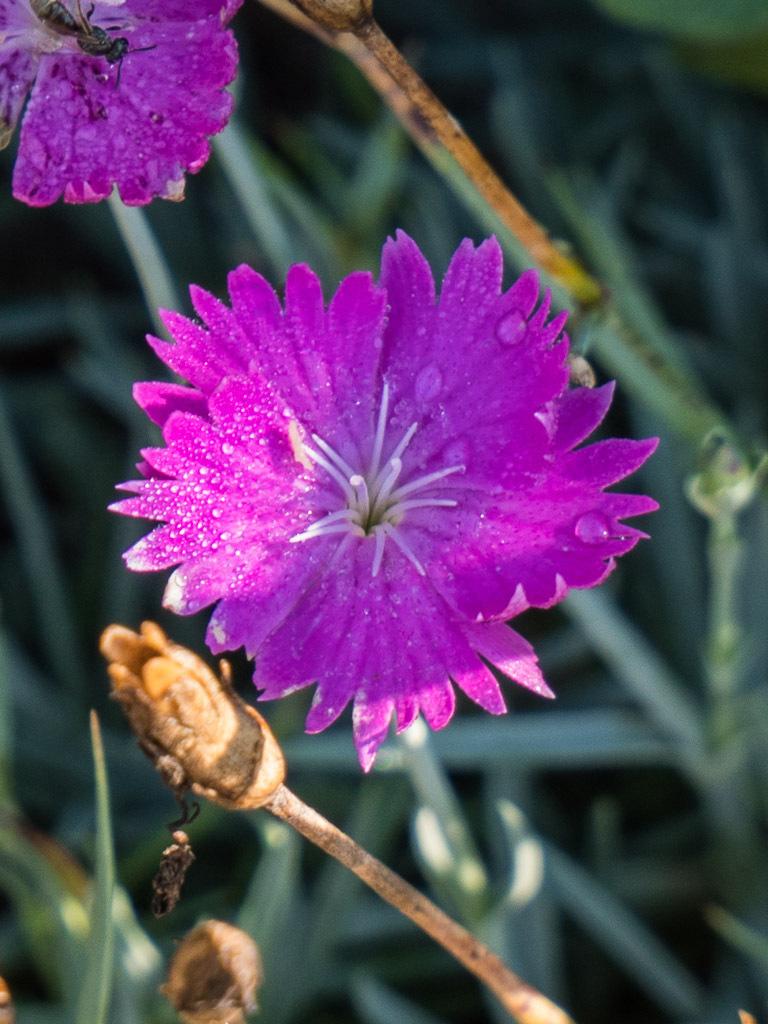 Photo of Cheddar Pink (Dianthus gratianopolitanus 'Feuerhexe') uploaded by frankrichards16