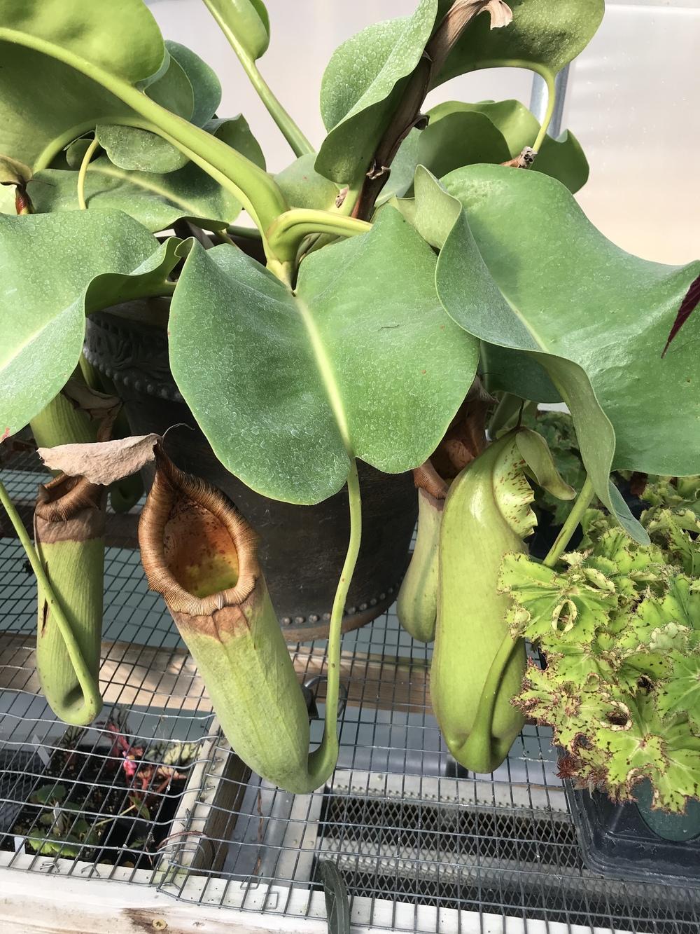 Photo of Tropical Pitcher Plant (Nepenthes truncata) uploaded by ljones26