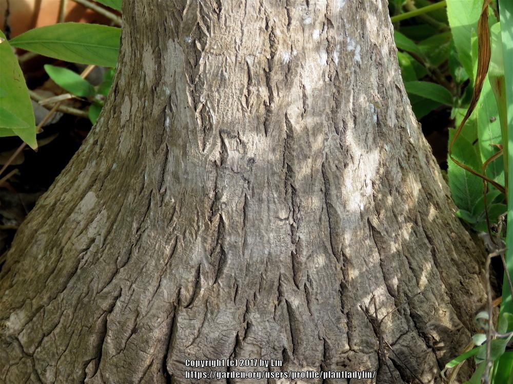 Photo of Ponytail Palm (Beaucarnea recurvata) uploaded by plantladylin