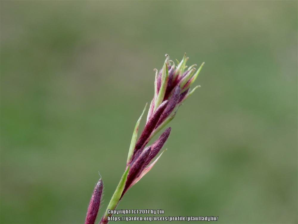 Photo of Oenotheras (Oenothera) uploaded by plantladylin