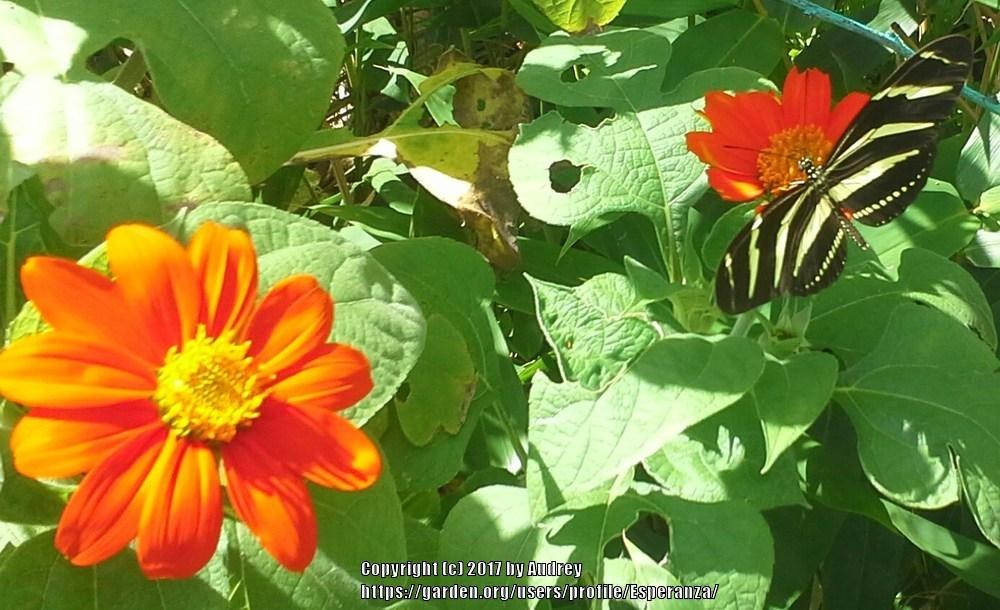 Photo of Mexican Sunflower (Tithonia rotundifolia) uploaded by Esperanza