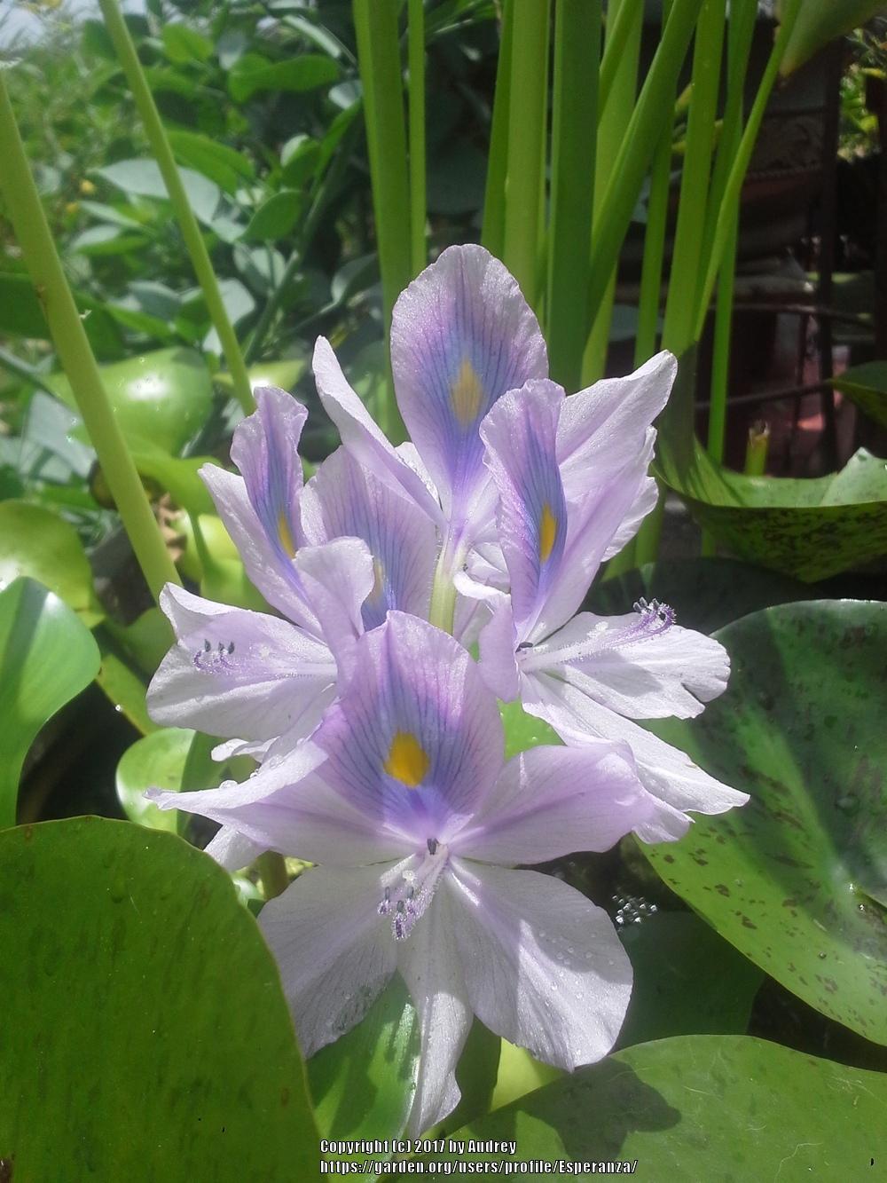 Photo of Water Hyacinth (Eichhornia crassipes) uploaded by Esperanza