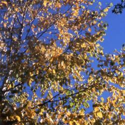 Location: Glen Ellyn, Illinois
Date: October in 1980's
golden fall foliage