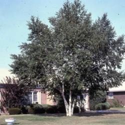 Location: Aurora, Illinois
Date: summer in the 1980's
a mature landscape tree