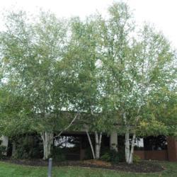 Location: Exton, Pennsylvania
Date: 2016-09-10
three full-grown landscape trees at office park