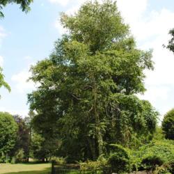 Location: West Chester, Pennsylvania
Date: 2010-06-21
large, full-grown tree planted in an old landscape