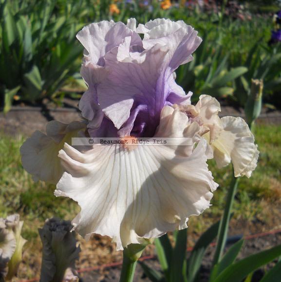 Photo of Tall Bearded Iris (Iris 'Pontificate') uploaded by TBMan