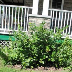 Location: Wayne, Pennsylvania
Date: 2017-07-09
a shrub planted three years before