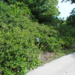 Location: Morton Arboretum in Lisle, IL
Date: 2015-06-24
a mass of shrubs