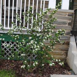 Location: Wayne, Pennsylvania
Date: April 2017
shrub in bloom