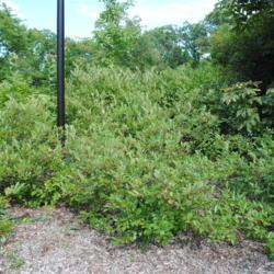 Location: Morton Arboretum in Lisle, IL
Date: 2016-07-23
shrubs massed in a planting
