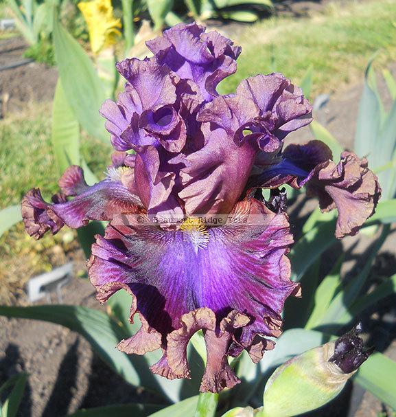 Photo of Tall Bearded Iris (Iris 'Electric Candy') uploaded by TBMan
