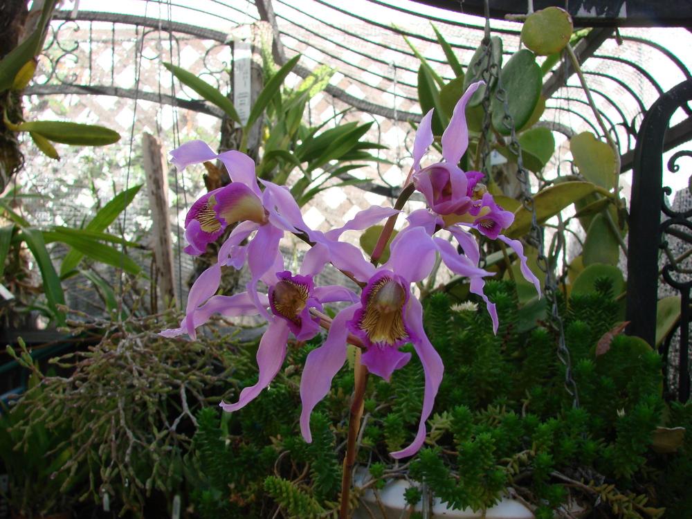 Photo of Orchid (Laelia superbiens) uploaded by Ted5310