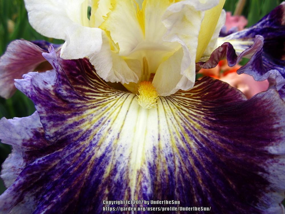Photo of Tall Bearded Iris (Iris 'Cold Fusion') uploaded by UndertheSun