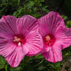 Location: Clinton, Michigan 49236
Date: 2017-11-18
Hibiscus 'Peppermint Schnapps', 2016, Hardy Hibiscus, hye-BISS-ki