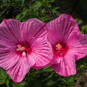 Hibiscus 'Peppermint Schnapps', 2016, Hardy Hibiscus, hye-BISS-ki