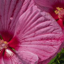 Location: Clinton, Michigan 49236
Date: 2017-11-18
Hibiscus 'Peppermint Schnapps', 2016, Hardy Hibiscus, hye-BISS-ki