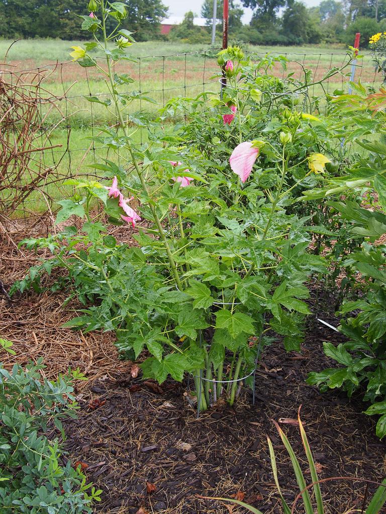 Photo of Hybrid Hardy Hibiscus (Hibiscus Cordial™ Peppermint Schnapps) uploaded by frankrichards16
