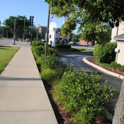 Location: Glen Ellyn, Illinois in a bank landscape
Date: 2014-08-27
a row of shrubs