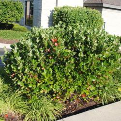 Location: Glen Ellyn, Illinois
Date: 2014-08-27
a planted shrub at a bank landscape