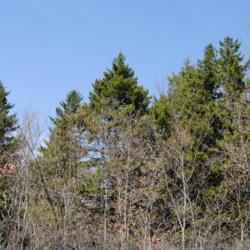 Location: Thomas Darling Preserve near Blakeslee, PA
Date: 2016-05-21
wild, full-grown trees behind bare red maples