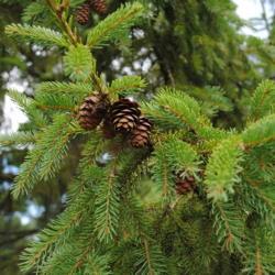 Location: Morton Arboretum in Conifer Collection in Lisle, IL
Date: 2016-07-23
needles and rounded cones