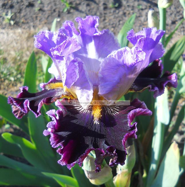 Photo of Tall Bearded Iris (Iris 'One More Sip') uploaded by TBMan