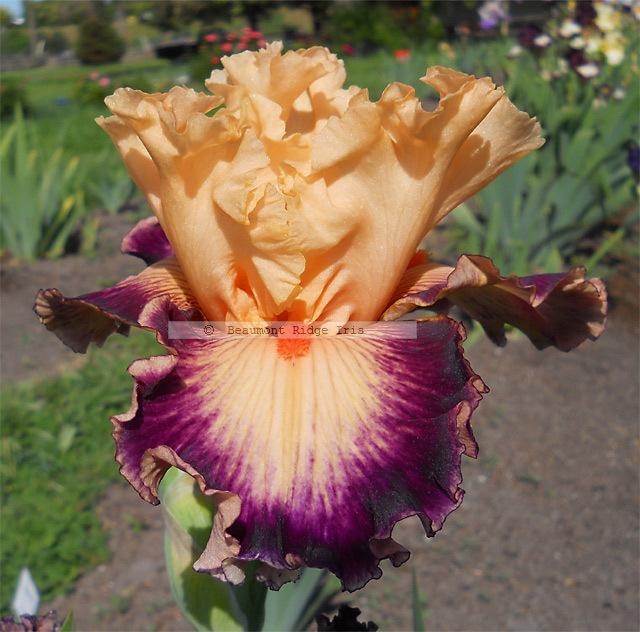 Photo of Tall Bearded Iris (Iris 'Uninhibited') uploaded by TBMan