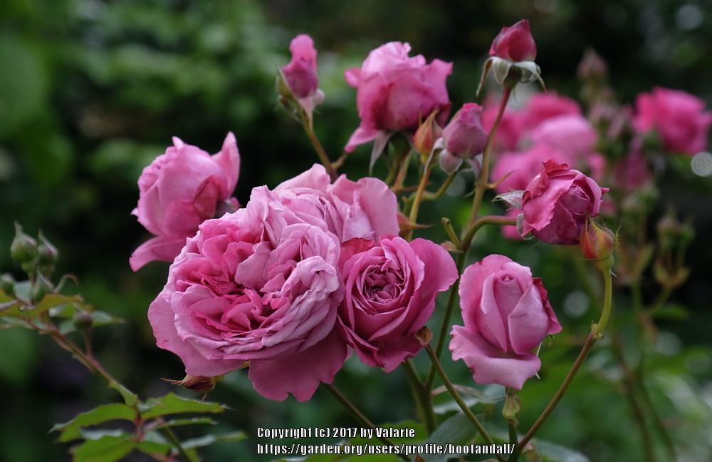 Photo of Rose (Rosa 'Magenta') uploaded by bootandall