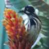 A feed for Honey Eater