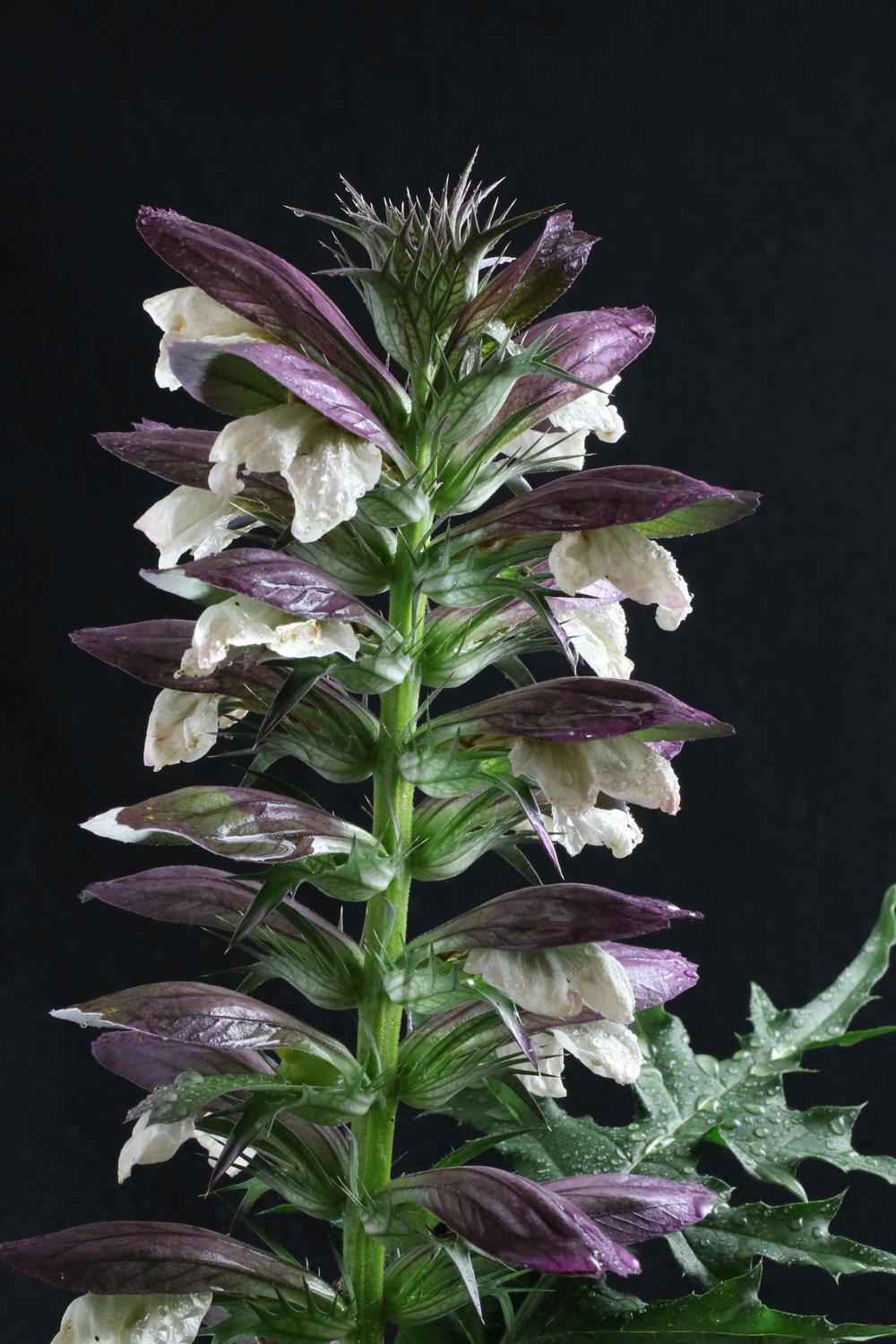 Photo of Bear's Breeches (Acanthus spinosus) uploaded by Lucichar