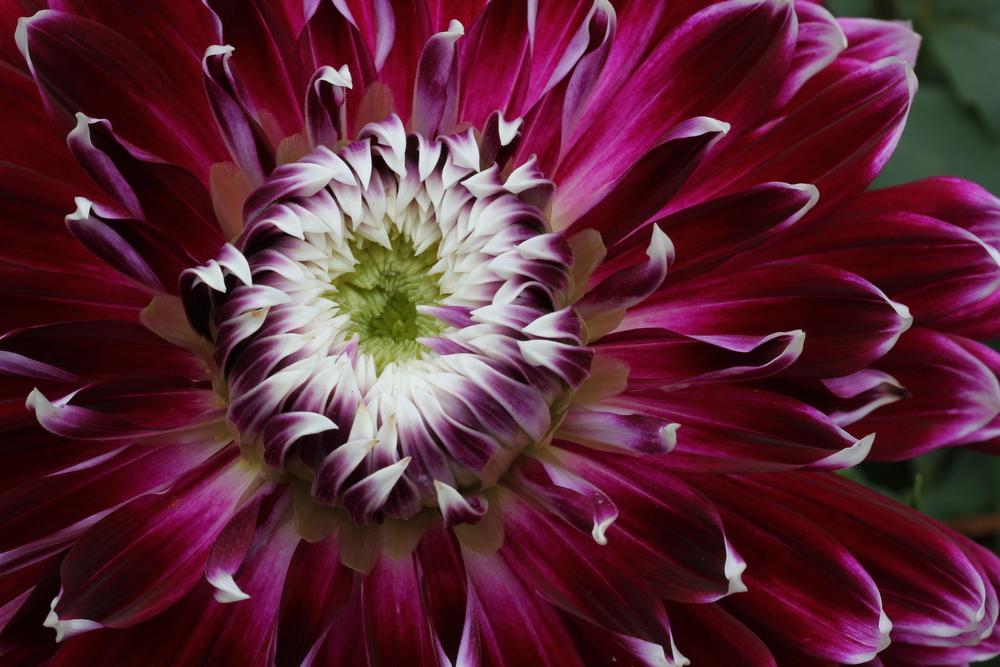 Photo of Dahlia 'Vancouver' uploaded by Lucichar