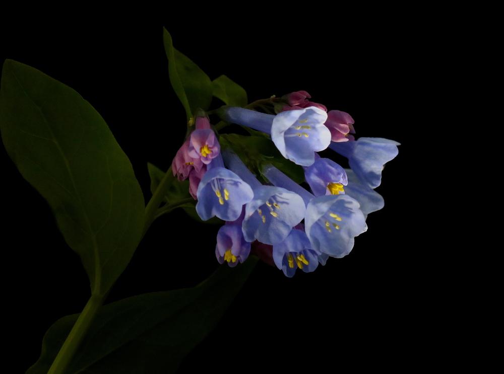 Photo of Virginia Bluebells (Mertensia virginica) uploaded by Lucichar