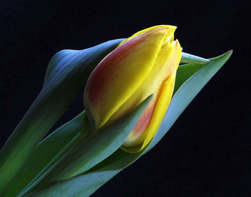 Photo of Single Late Tulip (Tulipa 'Antoinette') uploaded by Lucichar