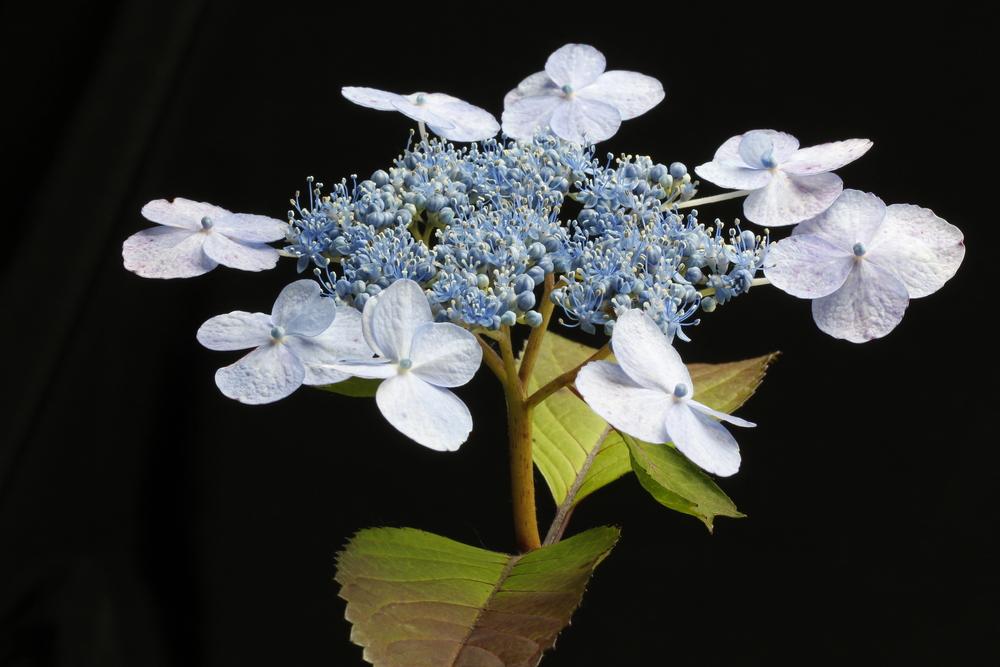 Photo of Lacecap Hydrangea (Hydrangea macrophylla Forever & Ever® Summer Lace) uploaded by Lucichar