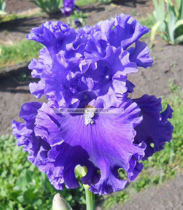 Photo of Tall Bearded Iris (Iris 'Ride the Waves') uploaded by TBMan
