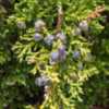 "Juniperus chinensis var. sargentii, 2016, [Chinese Juniper], joo