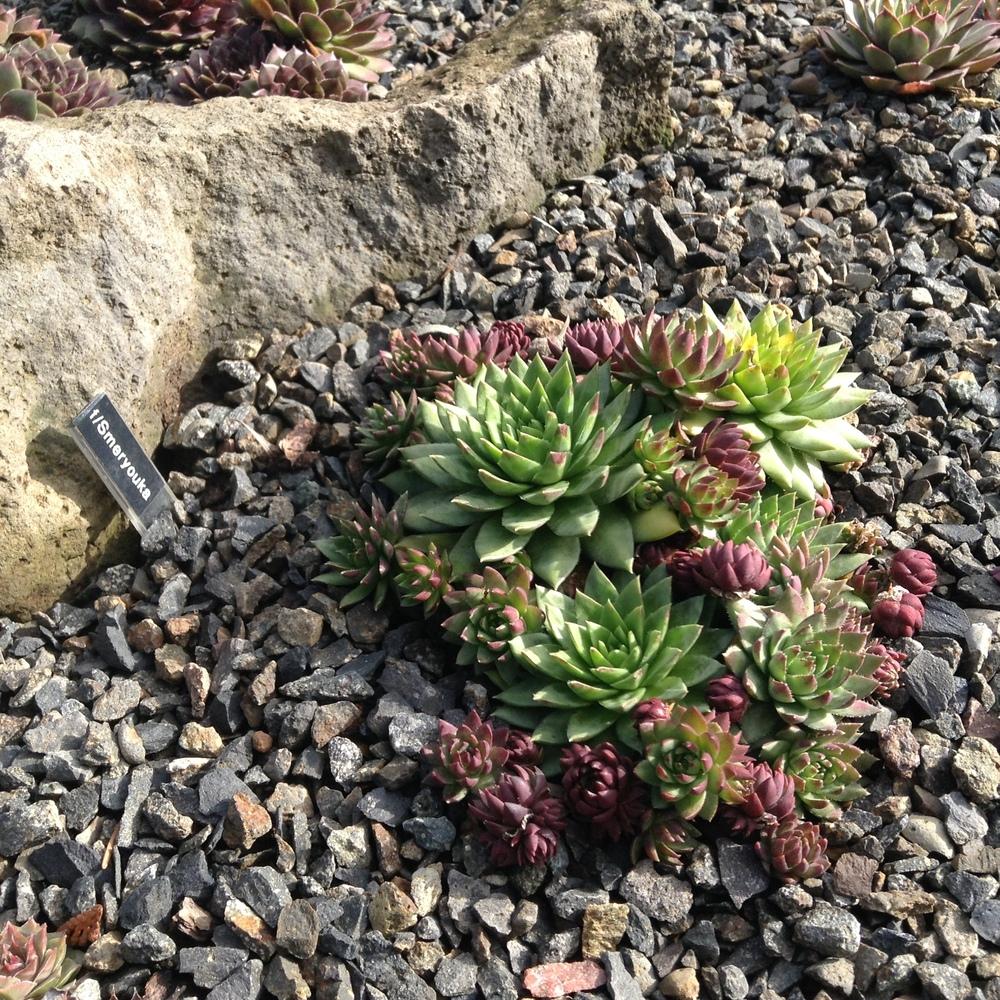 Photo of Rollers (Sempervivum globiferum subsp. glabrescens 'from Smeryouka') uploaded by tcstoehr