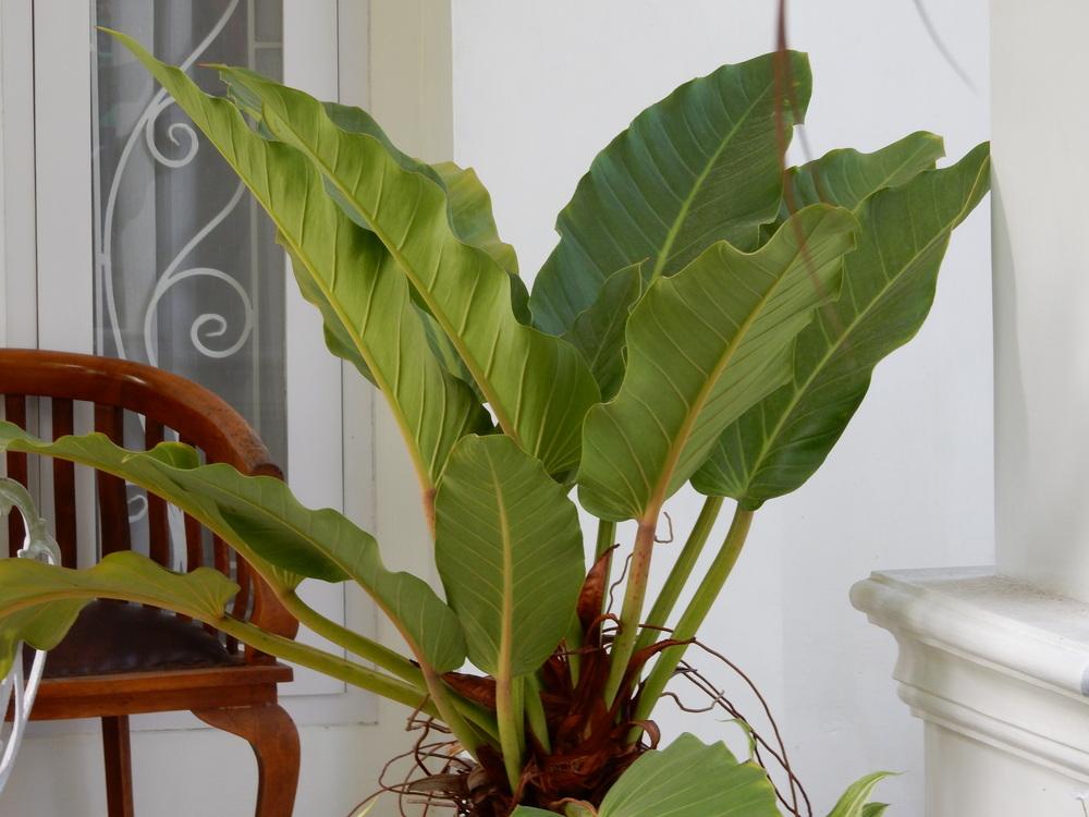 Photo of Philodendron melinonii uploaded by tofitropic