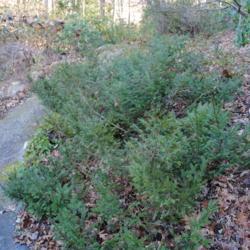 Location: Jenkins Arboretum in Berwyn, PA
Date: 2011-12-18
shrub in late fall