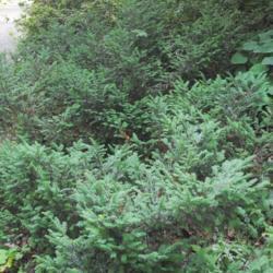 Location: Jenkins Arboretum in Berwyn, PA
Date: 2014-06-22
a shrub in summer and shade