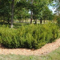 Location: Morton Arboretum in Midwest Collection in Lisle, IL
Date: 2017-09-05
the shrub planted in a landscape