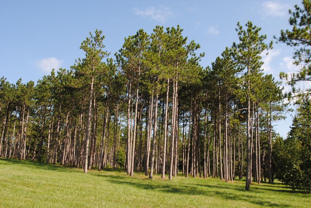 Photo of American Red Pine (Pinus resinosa) uploaded by ILPARW