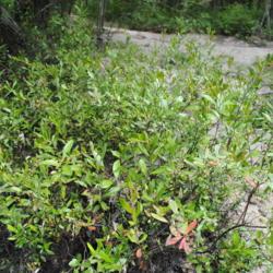 Location: along Oswego River in south New Jersey near Chatham
Date: 2013-08-10
shrub in sandy beach near river