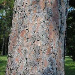 Location: Morton Arboretum in Lisle, IL
Date: 2010-08-19
part of trunk with bark