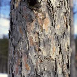 Location: Morton Arboretum in Lisle, IL
Date: January in mid-1980's
bark of a maturing tree