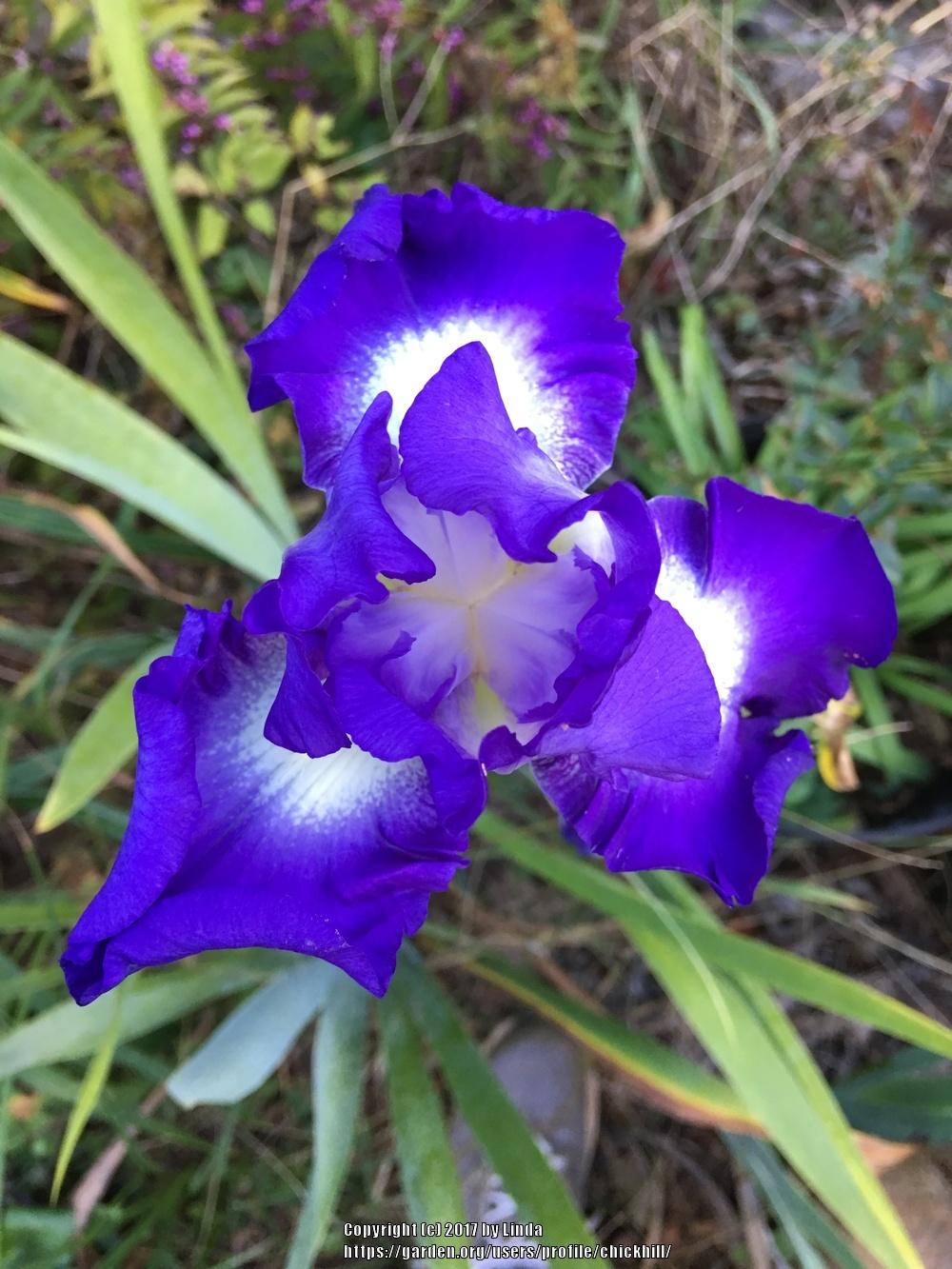 Photo of Tall Bearded Iris (Iris 'Stellar Lights') uploaded by chickhill