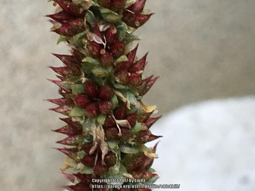 Photo of Dunce's Cap (Orostachys iwarenge) uploaded by chickhill